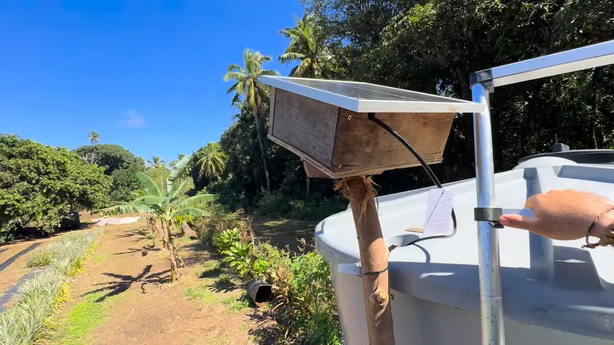 The power box on the farm: a plywood enclosure with a small solar panel on its lid, mounted on a post beside the white water tank, pineapple rows and palms behind it.