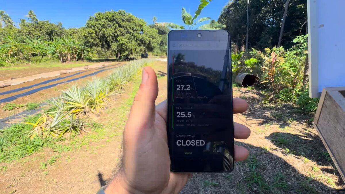 A phone held up in the field showing the farm dashboard — two soil cards reading 27.2% and 25.5%, and the master valve showing CLOSED — with the pineapple rows behind.